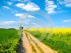 Country road in a yellow field of rapeseed