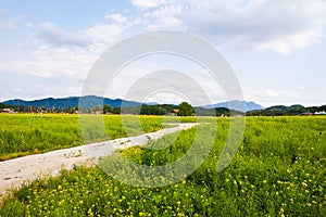 a country road with yellow flowers and blue skies