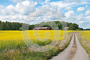Country road in yellow meadow
