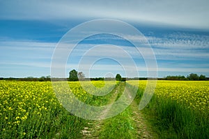 Country road in a yellow rape field and white clouds at the sky