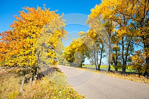 Country road with yellow trees on the roadsides photo