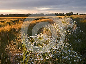 Country roads lined with blooming chamomile in the light of the setting sun