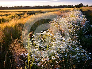 Country roads lined with blooming chamomile in the light of the setting sun