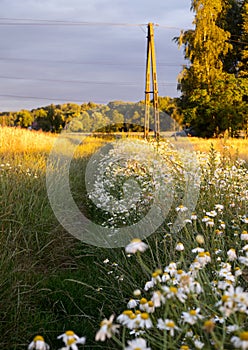 Country roads lined with blooming chamomile in the light of the setting sun