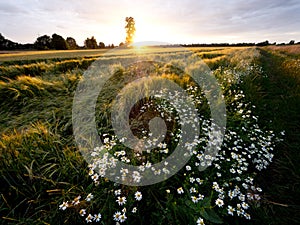 Country roads lined with blooming chamomile in the light of the setting sun