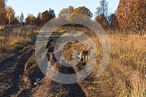 Country roads passing through the field. Frozen grass in frost. Yellow trees in the distance. Orange dog on the road.