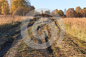 Country roads passing through the field. Frozen grass in frost. Yellow trees in the distance. Orange dog on the road.