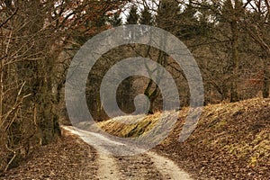 Country roads. A country road leading through an autumn forest.