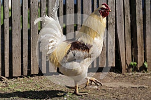 Country rooster.