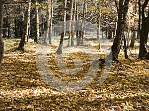 Country rural route - autumn time