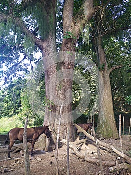 A country scene with trees horse and mule. Una escena campestre con ÃÂ¡rboles caballo y mula photo