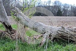 Country scene of old dead tree trunks in green grass next to a barren field. Northern Illinois, USA