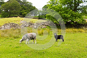 Country scene sheep in field Seatoller Borrowdale Valley Lake District Cumbria England UK