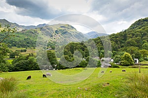 Country scene sheep in field Seatoller Borrowdale Valley Lake District Cumbria England UK