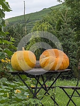 Country scene, with wooden table, with two pumpkins on it.