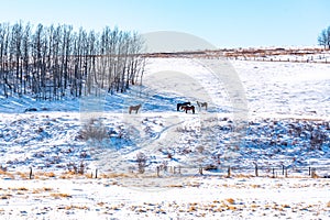 Countryt Scenes from Southern Alberta photo