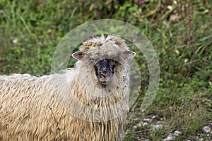 A country sheep with a black face on field