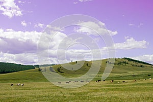 Country side landscape with blue sky, clouds and field with trees. Herd of cows in a pasture on green grass at hills.