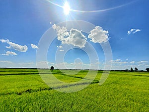 Country side, Nature beauty, Beauty of Srilanka, Agriculture, grassland, cleansky photo