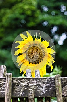 Country side view of a wooden fence against a Common sunflower grown in a garden field Helianthus annuus with isolated yellow