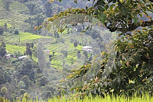 country side village