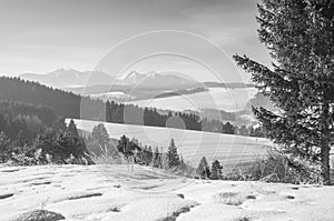 Country Snow trees,birds,Hights tatras