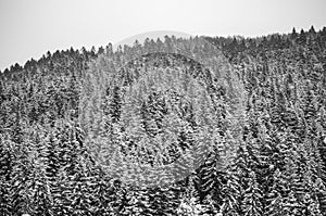 Country Snow trees