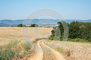 Country summer landscape, dirt road in the field