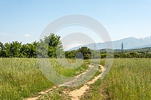 Country summer landscape, dirt road in the meadow