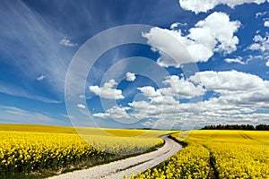 Country way on spring field of yellow flowers, rape. Blue sunny sky