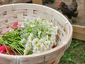 Country Wild Chamomile Flowers Harvest in basket at the Farm with Chicken.