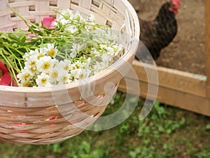 Country Wild Chamomile Flowers Harvest in basket at the Farm with Chicken.