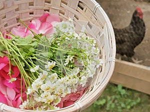 Country Wild Flowers Harvest in basket at the Farm with Chicken.