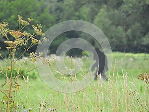 Country wildflowers with Bigfoot heading back into woods beyond