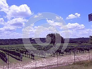 Country wine vines wimberley