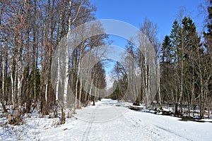 Country winter landscape. Ski track. Blue sky clouds. forest