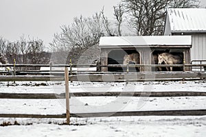 Country Winter Scene of Horses in a barn with snow