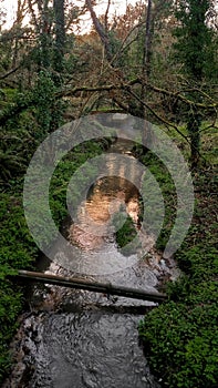 Country Woodland walk and path though pymouths wild park ham Woods Devon Uk