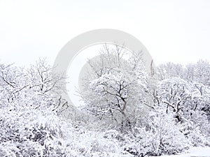 Country woods and field snow covered after snowstorm