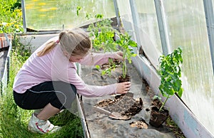 Country of work. At the dacha in the greenhouse, a girl plants tomato seedlings.