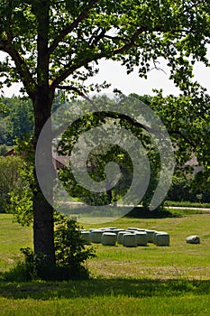 Country yard landscape