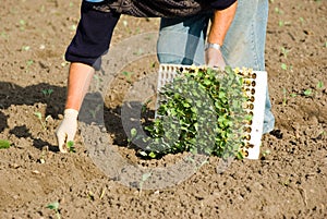 Countryman plant young plants