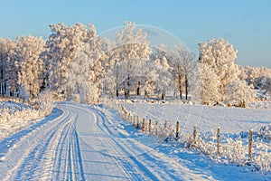 Countryroad at winter