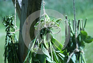 Countryside Medicinal Plants Drying Naturopathy, Herbalism. Holistic Healing Herbs. Rural Wooden . Herbal. Agriculture, Flowers . photo