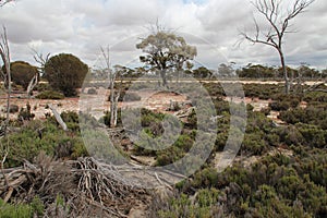 countryside around hyden (western australia)