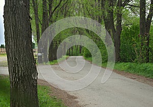 Countryside asphalt road surrounded with trees, springtime