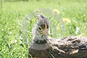 Countryside Baby Chicken in Dandelion Flower Field and Grass, Farm animal, Meadow, Homestead, Homesteading, Farming.