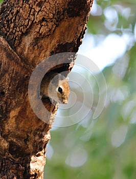 Baby Squirrel on a Tree Hollow