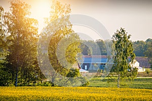 Countryside beautiful rapeseed field and houses