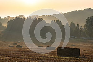 Countryside colorful foggy landscape at sunrise. Harvested agricultural wheat field with straw bales and foggy forest behind it